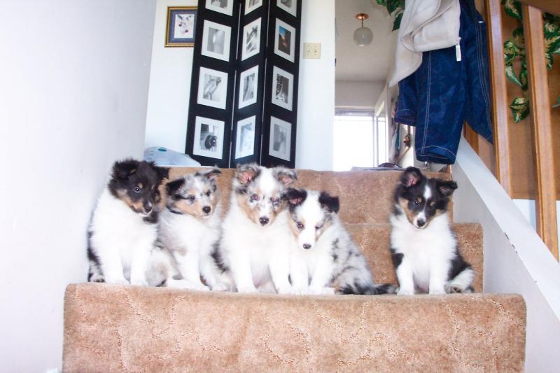 Jewelsglows Absolute No No X  Can Ch. Westpointe's Fade To Black