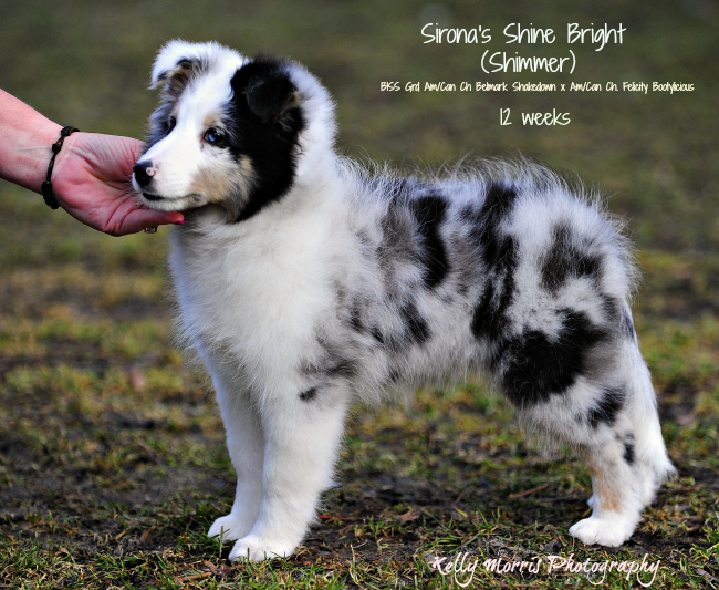 SIRONA'S SHINE BRIGHT