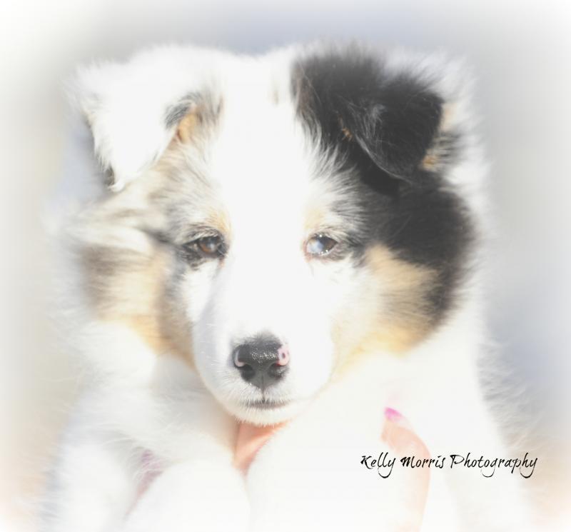 SHIMMER 12 WEEKS OLD