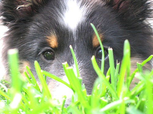 Arwyn (Sirona's Right on Target CGN) at 12 weeks